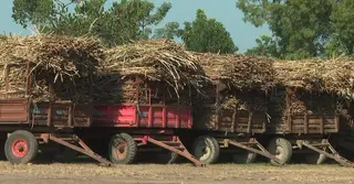 চাহিদার তুলনায় দেশে চিনি উৎপাদনে ঘাটতি, লোকসানে বন্ধ রাষ্ট্রায়ত্ত ৬ মিল